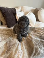 Milo, a male Yorkipoo for sale in Tampa, FL – 4 of 4