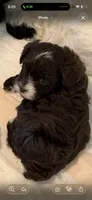 Cocoa , a female Yorkipoo for sale in Tampa, FL – 7 of 7