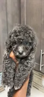 Milo, a male Yorkipoo for sale in Tampa, FL – 6 of 8