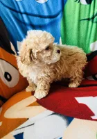 Teddy, a male Poodle - Toy  for sale in Lithia, FL – 2 of 7