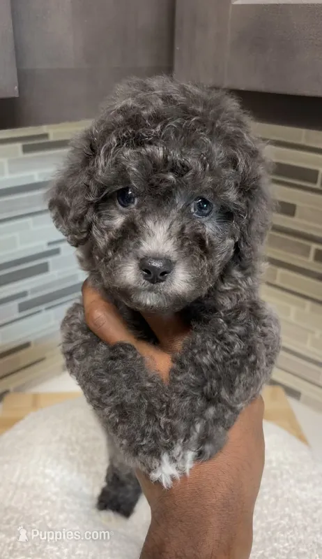 Milo – Yorkipoo puppy for sale in Tampa, FL