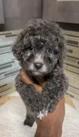 Milo, a male Yorkipoo for sale in Tampa, FL – 1 of 8