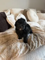 Nova, a female Yorkipoo for sale in Tampa, FL – 3 of 4