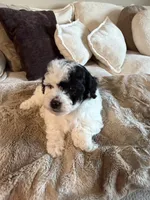 Leo, a male Yorkipoo for sale in Tampa, FL – 2 of 3