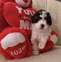 “ Spanky”     Toy Poodle (Boy), a male Poodle - Toy  for sale in Lithia, FL – 2 of 6