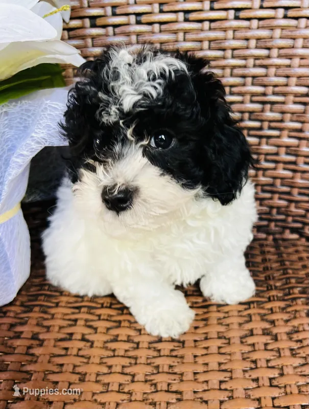 Zone – Poodle - Toy  puppy for sale in Tampa, FL