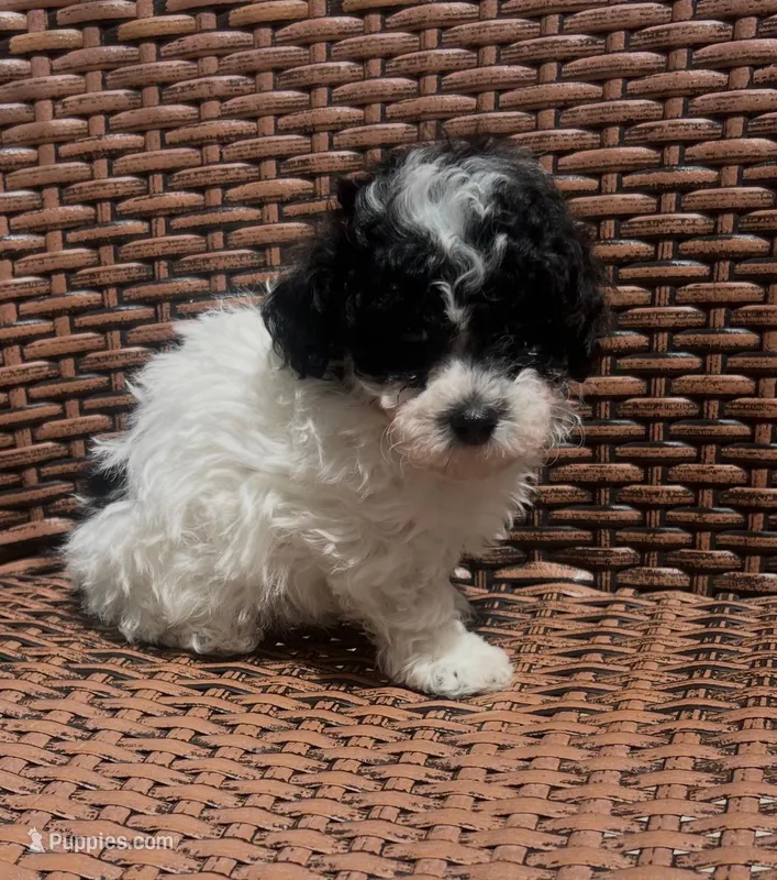 Zone – Poodle - Toy  puppy for sale in Tampa, FL