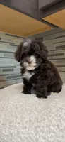 Coco, a female Yorkipoo for sale in Tampa, FL – 3 of 10