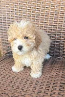 Teddy, a male Poodle - Toy  for sale in Lithia, FL – 7 of 7