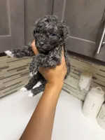 Milo, a male Yorkipoo for sale in Tampa, FL – 3 of 4