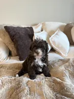 Cocoa , a female Yorkipoo for sale in Tampa, FL – 4 of 7