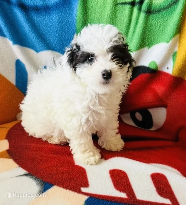 “ Angel “Toy Poodle  (Girl) – Poodle - Toy  puppy for sale in Lithia, FL