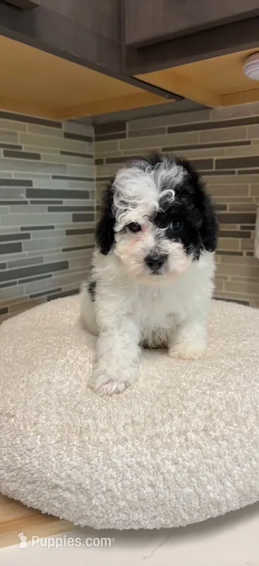 Leo – Yorkipoo puppy for sale in Tampa, FL