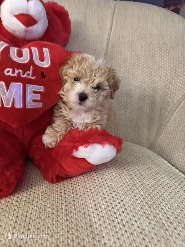 Teddy Bear  – Poodle - Toy  puppy for sale in Lithia, FL