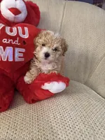 “ Teddy Bear “  Toy Poodle.   (Boy), a male Poodle - Toy  for sale in Lithia, FL – 1 of 5