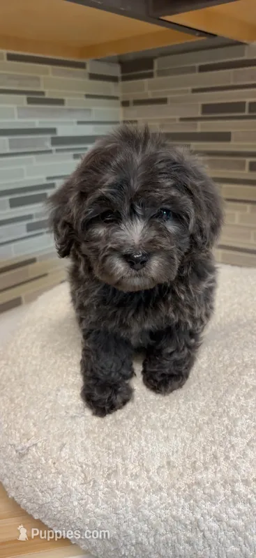 Bella – Yorkipoo puppy on hold in Tampa, FL