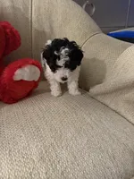 “ Spanky”     Toy Poodle (Boy), a male Poodle - Toy  for sale in Lithia, FL – 5 of 6