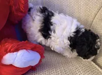 “ CUPCAKE “    Toy Poodle. ( Girl), a female Poodle - Toy  for sale in Lithia, FL – 2 of 6