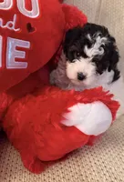 “ CUPCAKE “    Toy Poodle. ( Girl), a female Poodle - Toy  for sale in Lithia, FL – 5 of 6