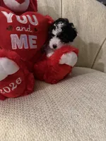“ Spanky”     Toy Poodle (Boy), a male Poodle - Toy  for sale in Lithia, FL – 4 of 6