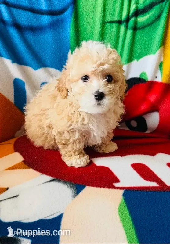 Teddy – Poodle - Toy  puppy for sale in Lithia, FL