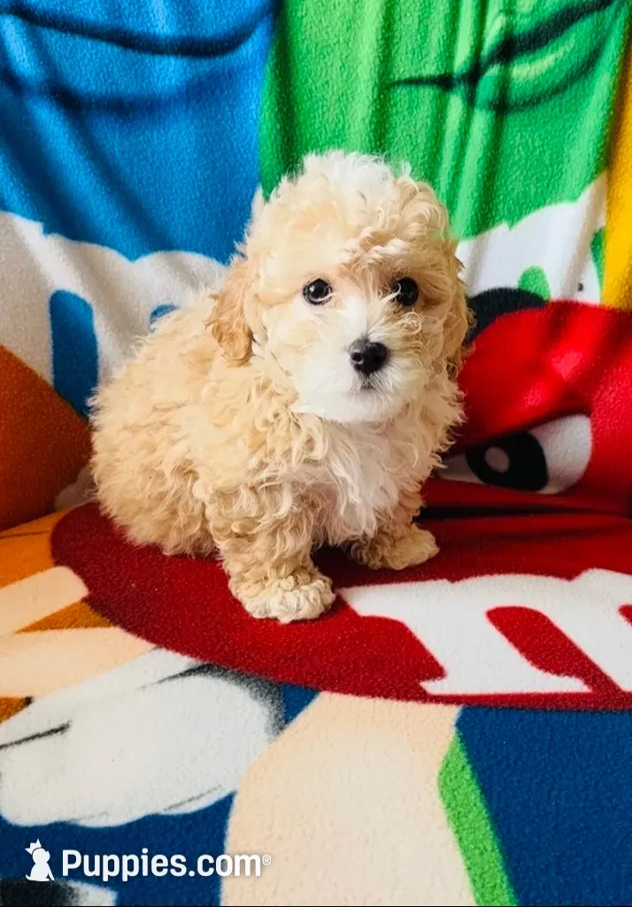 Teddy, a male Poodle - Toy  for sale in Lithia, FL – 1 of 7
