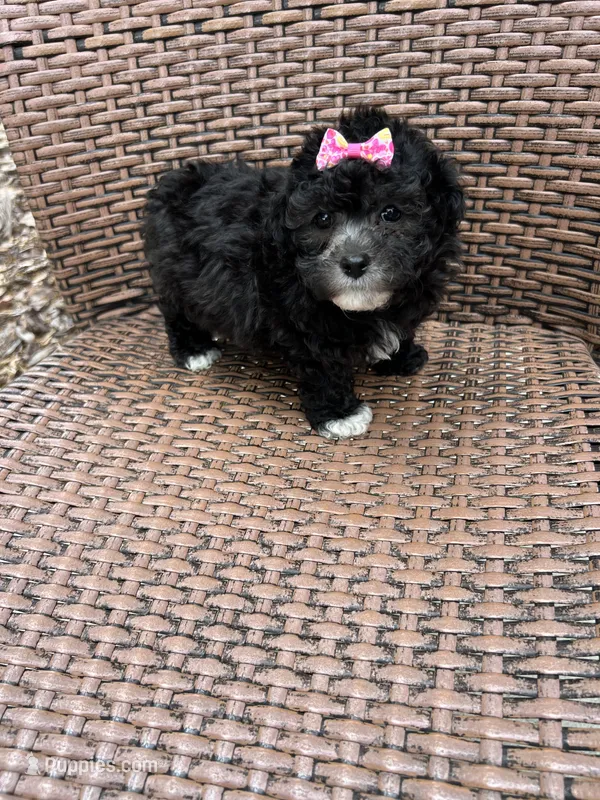 Bubbles  – Poodle - Toy  puppy for sale in Tampa, FL