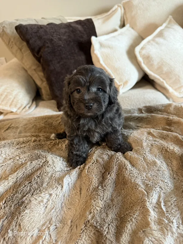 Bella – Yorkipoo puppy for sale in Tampa, FL