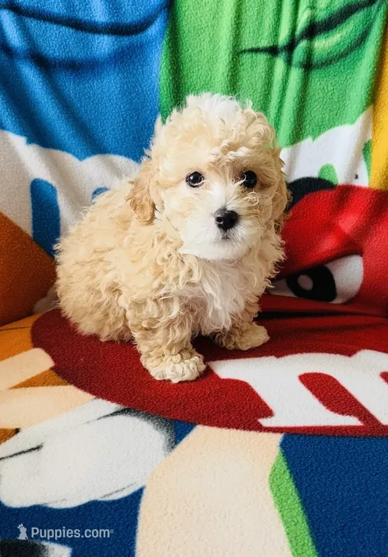 “ Teddy Bear “  Toy Poodle.   (Boy) – Poodle - Toy  puppy for sale in Lithia, FL