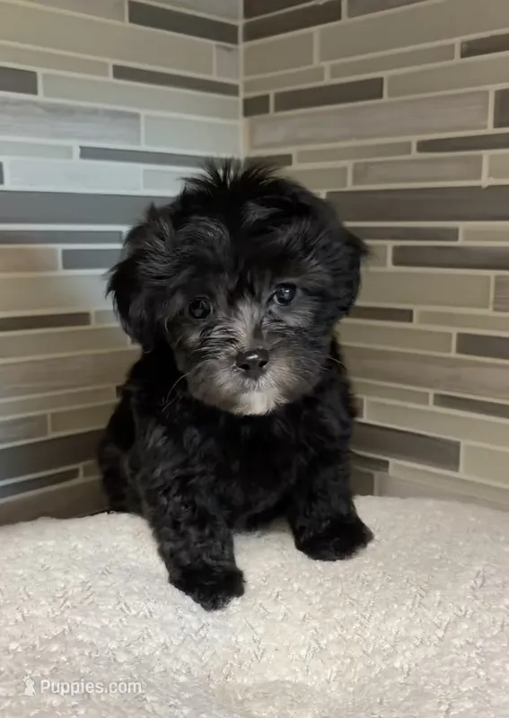 Nova – Yorkipoo puppy for sale in Tampa, FL