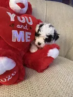 “ Angel “Toy Poodle  (Girl), a female Poodle - Toy  for sale in Lithia, FL – 3 of 3