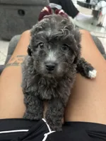 Milo, a male Yorkipoo for sale in Tampa, FL – 7 of 8