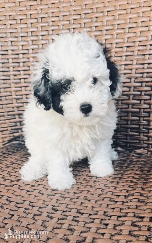 “Snoopy”     Toy Poodle  (Boy) – Poodle - Toy  puppy for sale in Lithia, FL