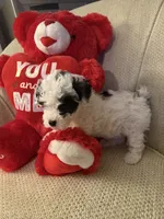 “ Angel “Toy Poodle  (Girl), a female Poodle - Toy  for sale in Lithia, FL – 2 of 3