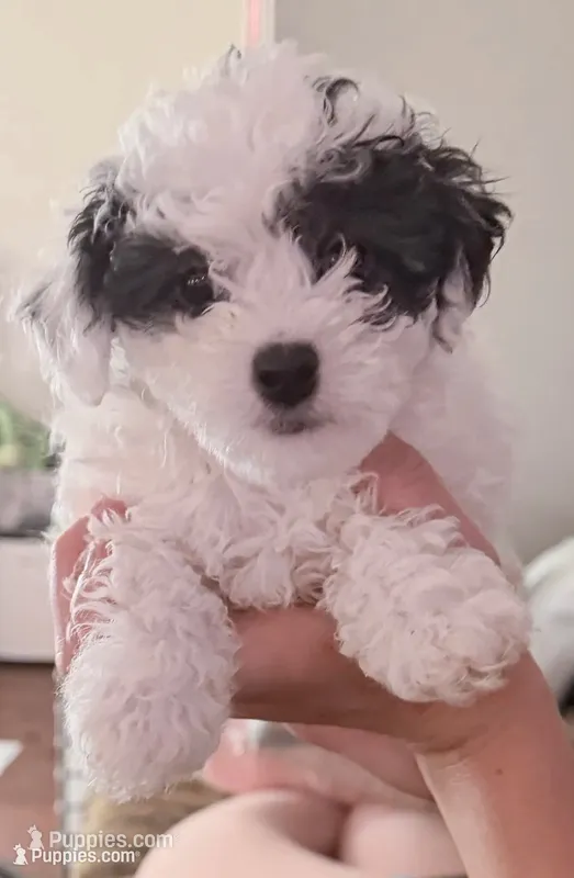 “ Angel “Toy Poodle  (Girl) – Poodle - Toy  puppy for sale in Lithia, FL