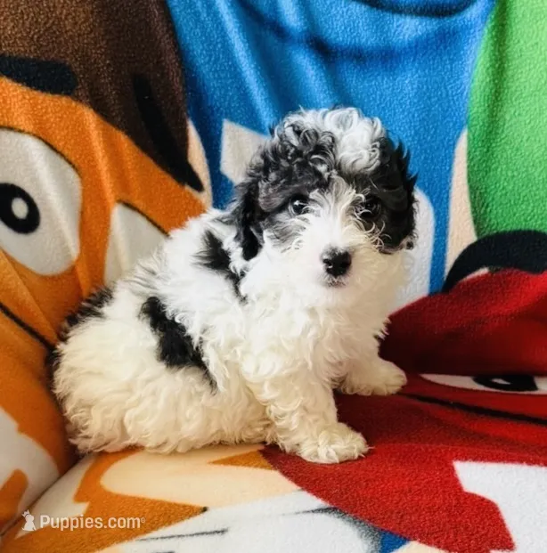 “ Spanky”     Toy Poodle (Boy) – Poodle - Toy  puppy for sale in Lithia, FL