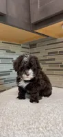 Coco, a female Yorkipoo for sale in Tampa, FL – 5 of 10