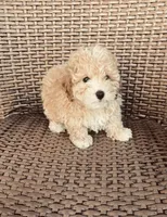 Teddy, a male Poodle - Toy  for sale in Lithia, FL – 4 of 7