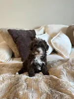 Cocoa , a female Yorkipoo for sale in Tampa, FL – 2 of 7