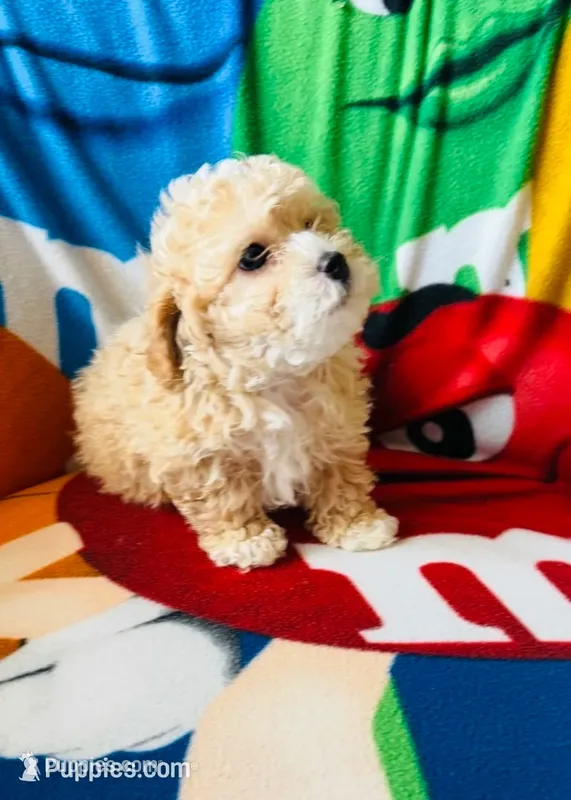 “ Teddy Bear “  Toy Poodle.   (Boy) – Poodle - Toy  puppy for sale in Lithia, FL