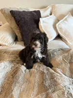 Cocoa , a female Yorkipoo for sale in Tampa, FL – 6 of 7