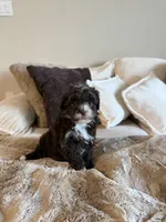 Cocoa , a female Yorkipoo for sale in Tampa, FL – 1 of 7