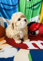 Teddy, a male Poodle - Toy  for sale in Lithia, FL – 6 of 7