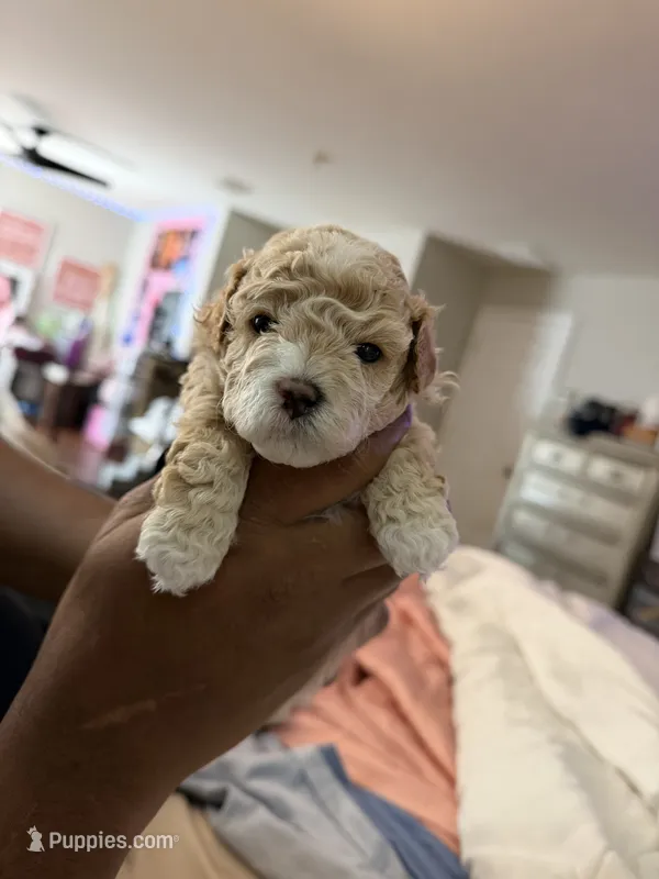 Teddy Bear  – Poodle - Toy  puppy for sale in Lithia, FL