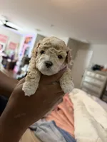 Teddy Bear , a male Poodle - Toy  for sale in Lithia, FL – 1 of 1