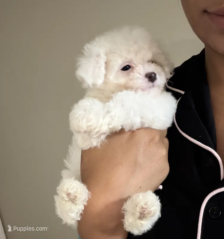 Chanel – Yorkipoo puppy on hold in Tampa, FL