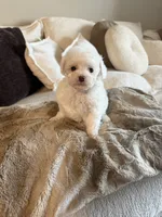 Chanel, a female Yorkipoo for sale in Tampa, FL – 1 of 4