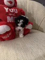 “ Spanky”     Toy Poodle (Boy), a male Poodle - Toy  for sale in Lithia, FL – 1 of 6