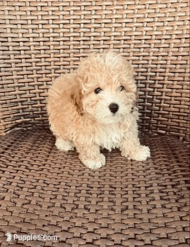 “ Teddy Bear “  Toy Poodle.   (Boy) – Poodle - Toy  puppy for sale in Lithia, FL