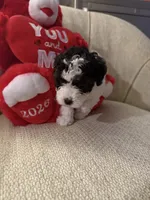 “ Spanky”     Toy Poodle (Boy), a male Poodle - Toy  for sale in Lithia, FL – 6 of 6